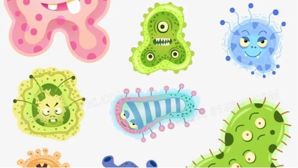 厌氧微生物—产氢产乙酸细菌