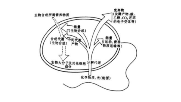 微生物污水处理菌种分类及作用