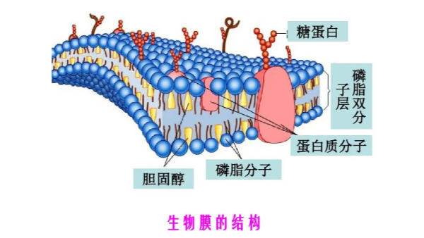 氧化还原电位