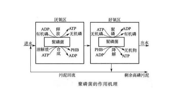 美赢环保解析生物除磷的影响因素