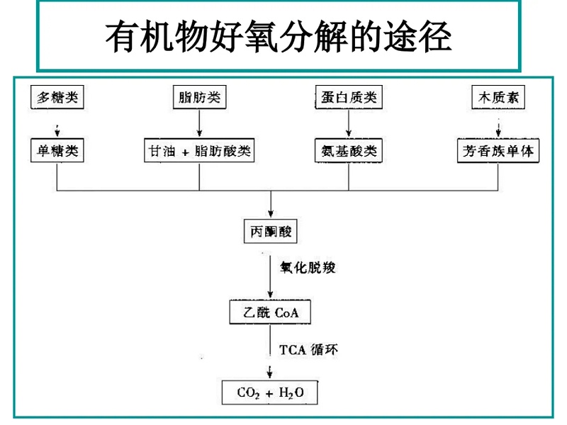 有机物好氧生物降解示意图.webp